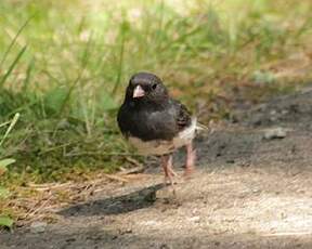 Junco ardoisé