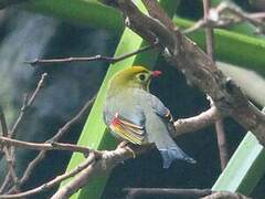 Red-billed Leiothrix