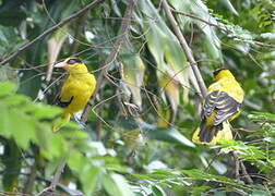 Black-naped Oriole