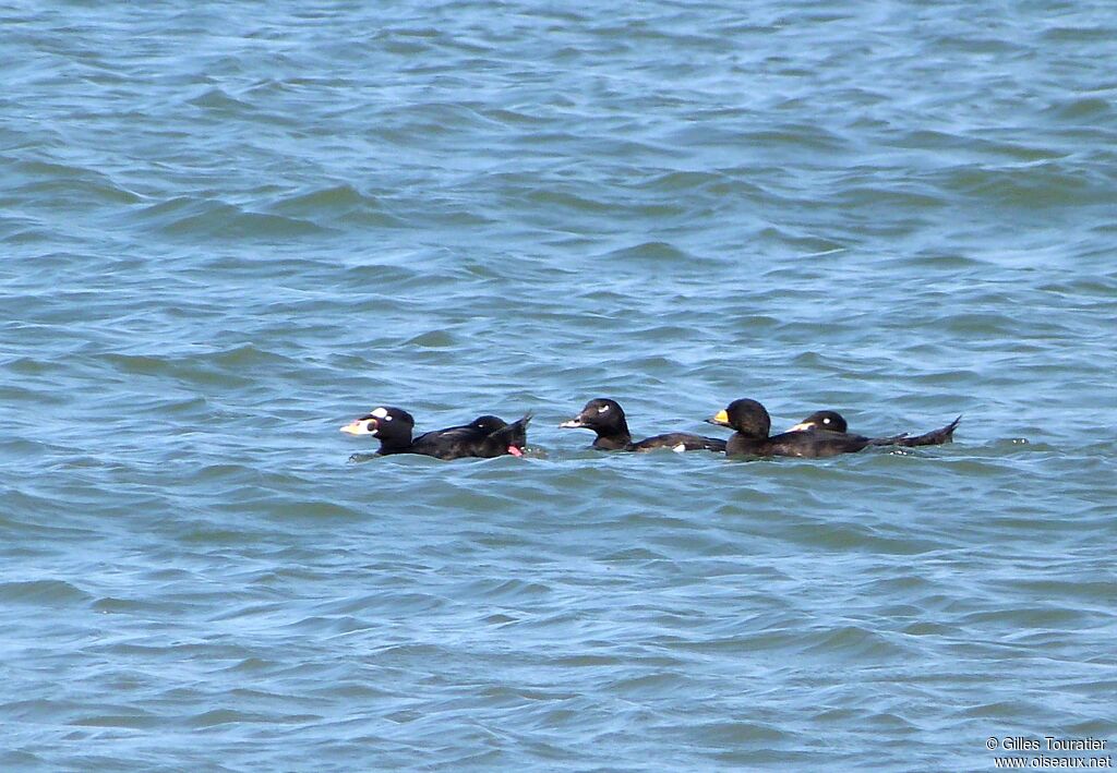 Surf Scoter