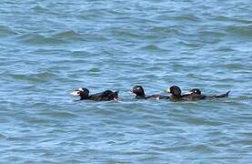 Surf Scoter