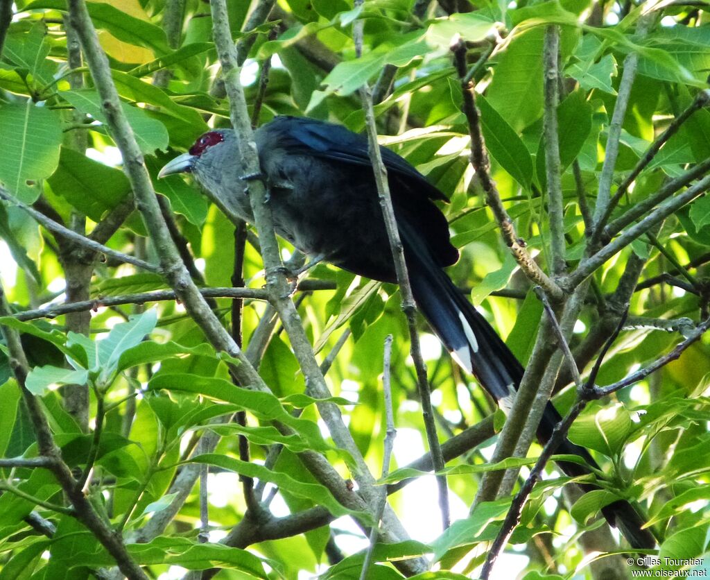 Chestnut-bellied Malkoha