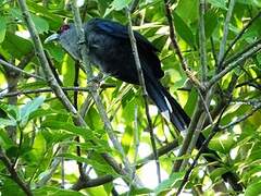 Chestnut-bellied Malkoha