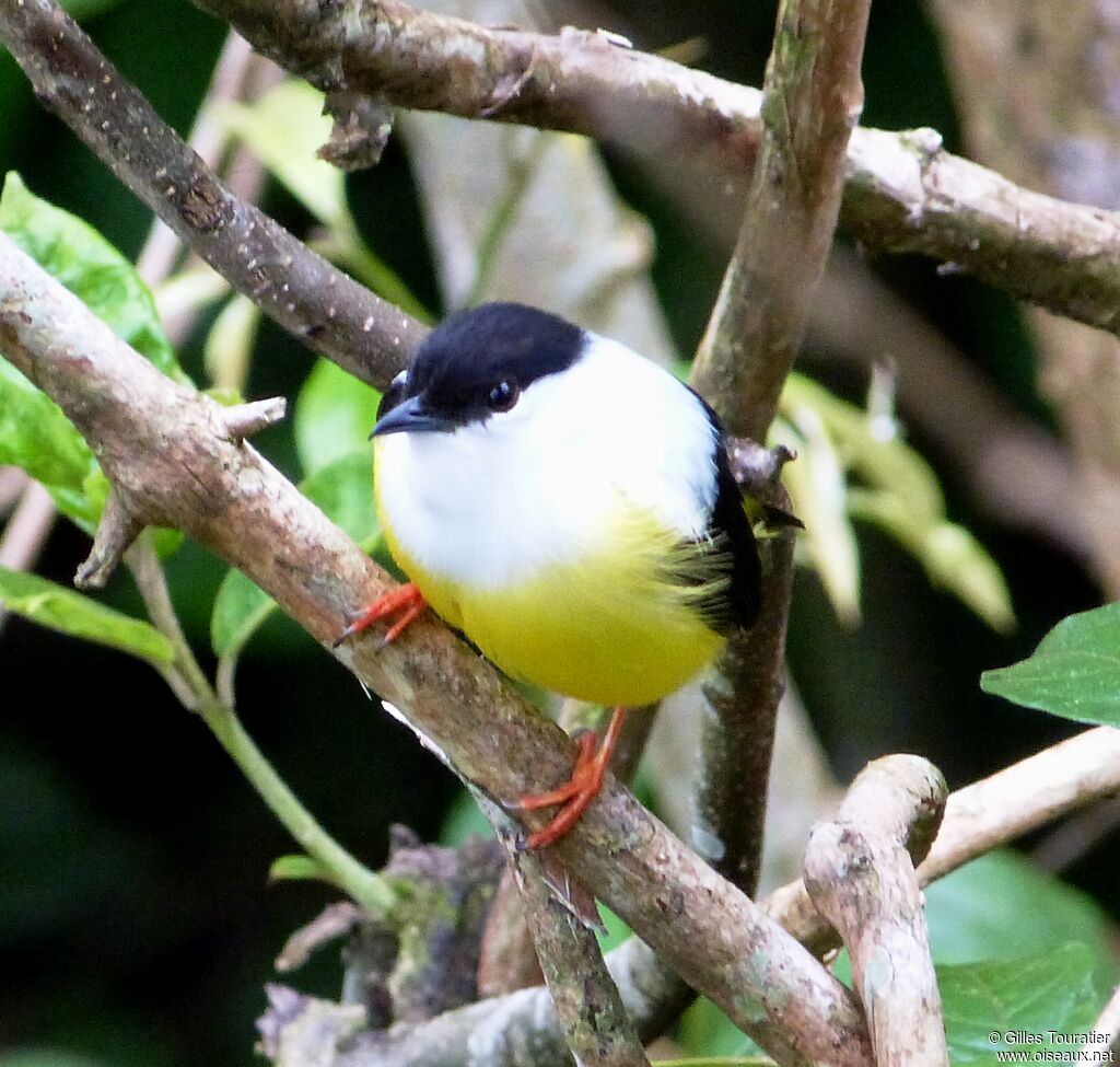 White-collared Manakin