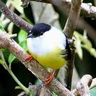 Manakin à col blanc
