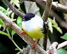 White-collared Manakin