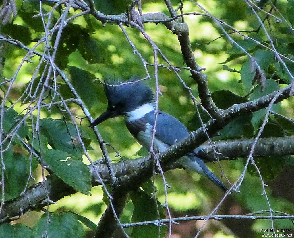 Belted Kingfisher