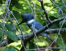 Belted Kingfisher