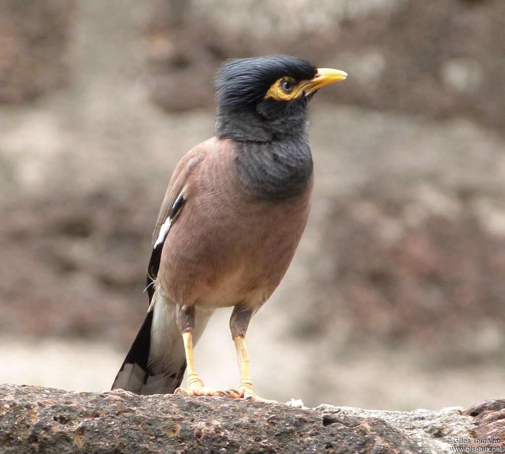 Common Myna