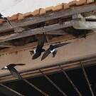 Martinet des maisons