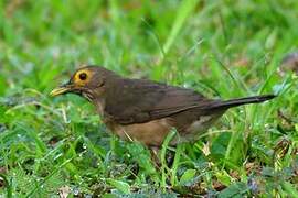 Spectacled Thrush