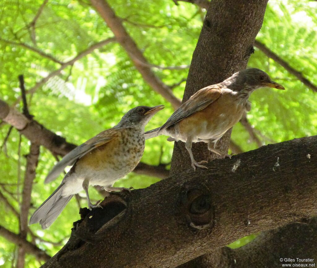 American Robin