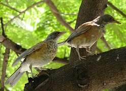 American Robin