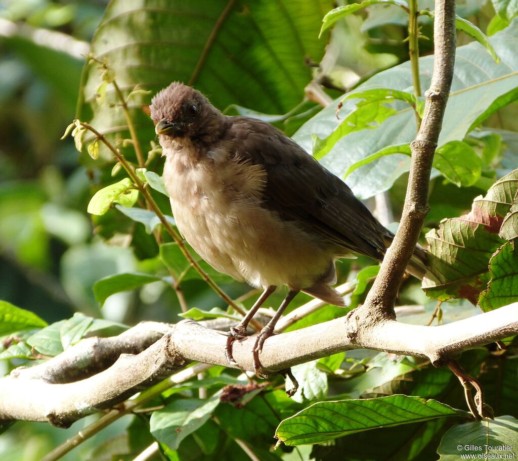 Clay-colored Thrush