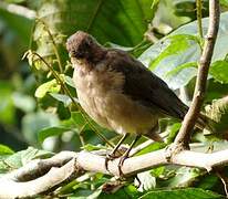 Clay-colored Thrush