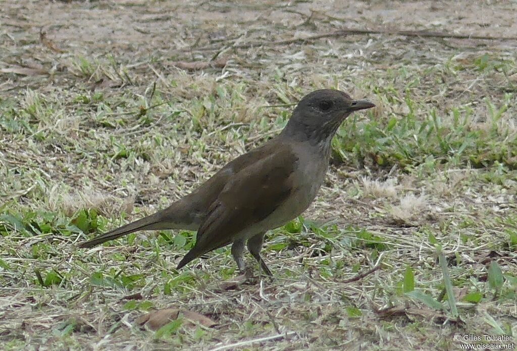 Pale-breasted Thrush