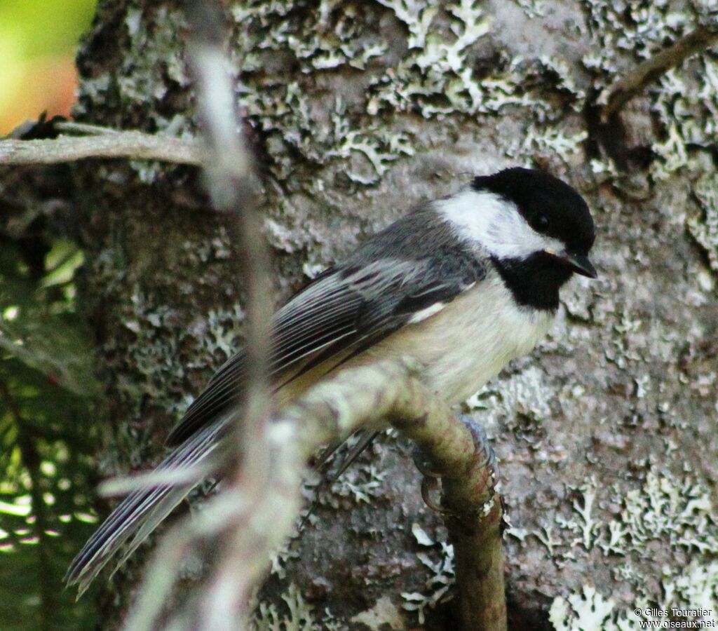 Mésange à tête noire