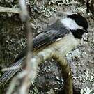 Mésange à tête noire