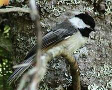 Black-capped Chickadee