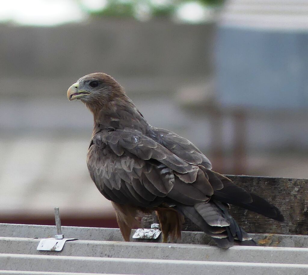 Yellow-billed Kite