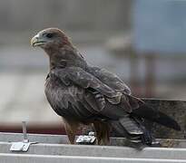 Yellow-billed Kite