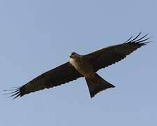 Black Kite