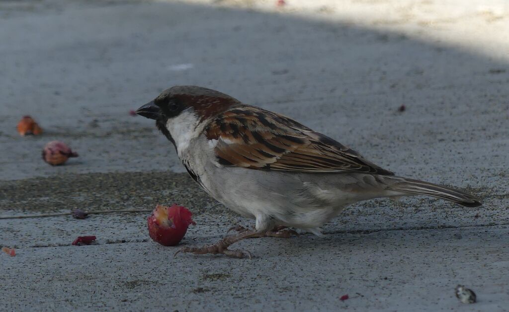 House Sparrow male adult