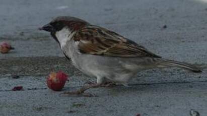 Moineau domestique