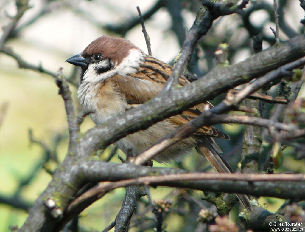 Eurasian Tree Sparrow