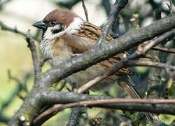 Eurasian Tree Sparrow