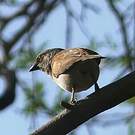 Moineau gris