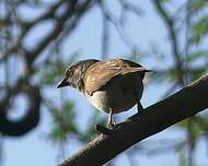 Moineau gris