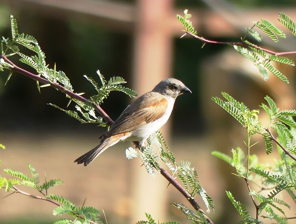 Northern Grey-headed Sparrow