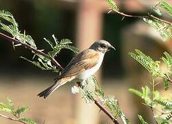 Northern Grey-headed Sparrow