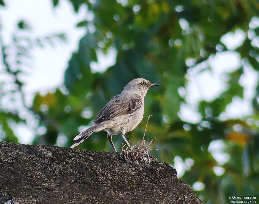 Tropical Mockingbird