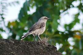 Tropical Mockingbird