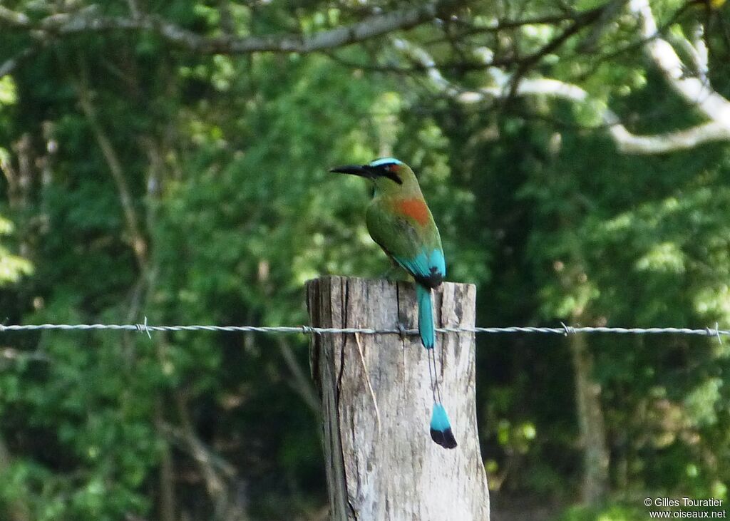 Turquoise-browed Motmot