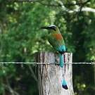 Motmot à sourcils bleus