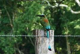 Motmot à sourcils bleus