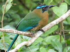 Motmot de Lesson