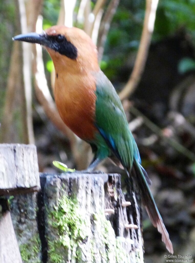 Rufous Motmot