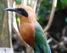 Rufous Motmot