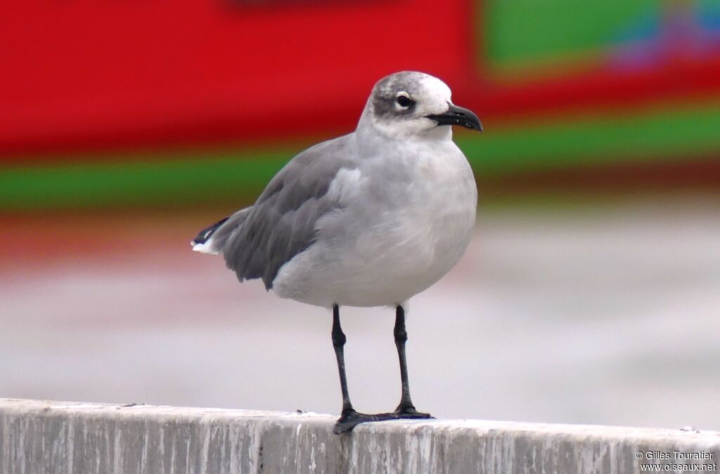 Laughing Gull