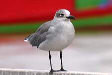 Mouette atricille