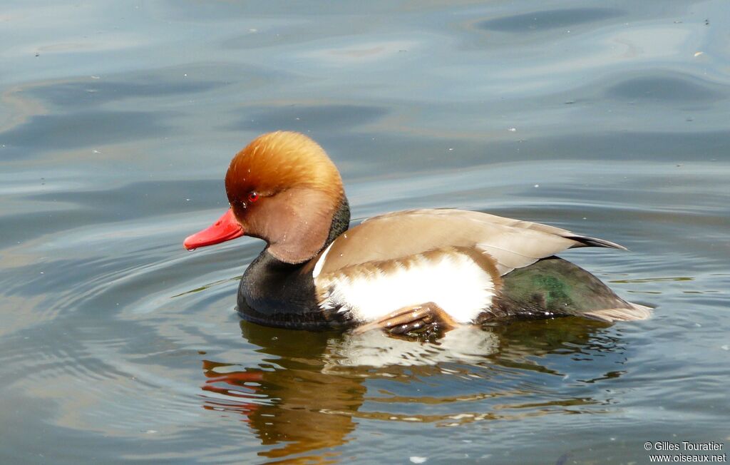 Red-crested Pochard