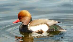 Red-crested Pochard