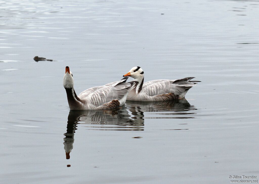 Bar-headed Goose
