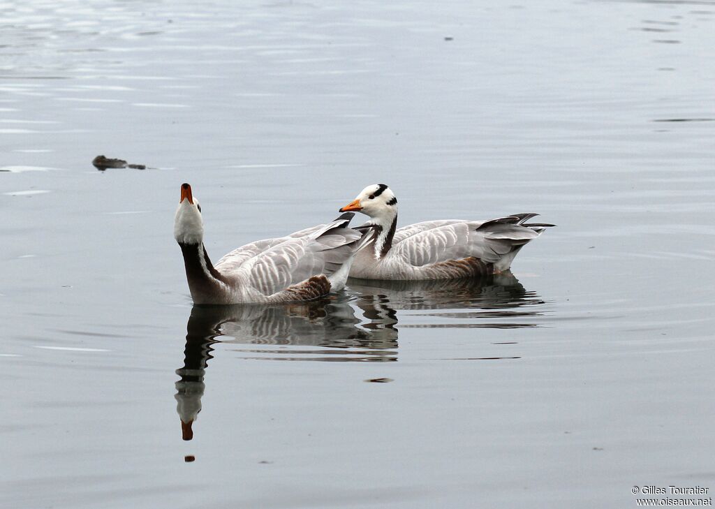 Bar-headed Goose