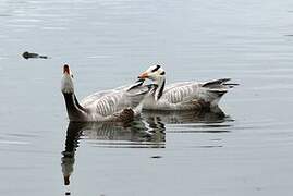 Bar-headed Goose