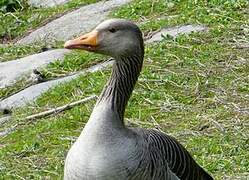 Greylag Goose